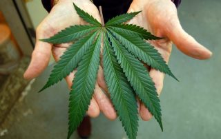 Hemp Plant