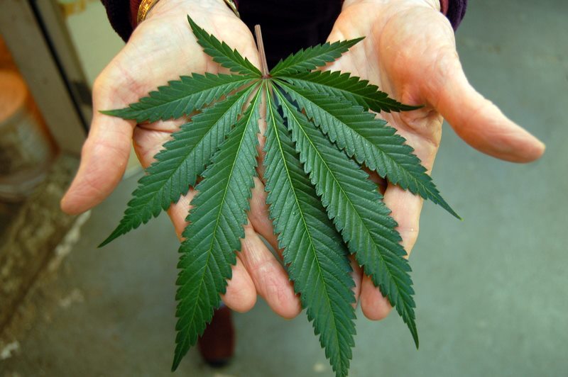 Hemp Plant